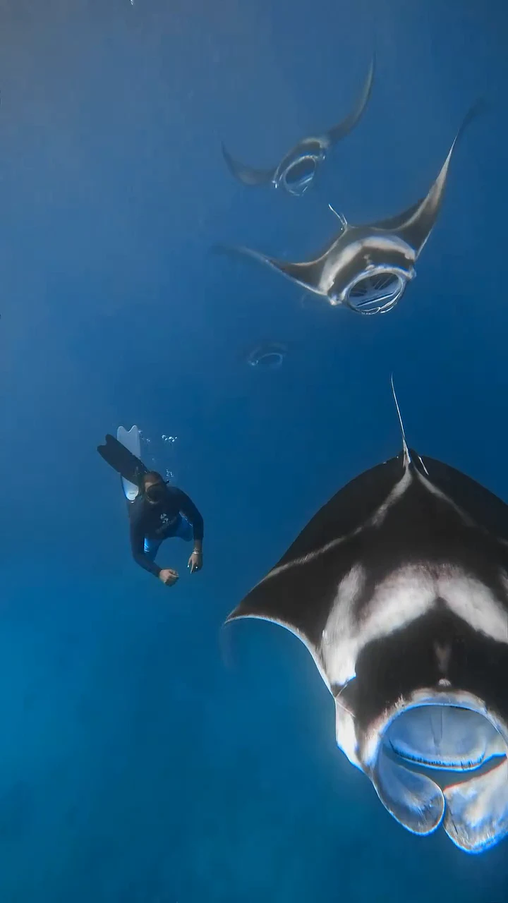 Manta rejnok s bílým břichem pod hladinou